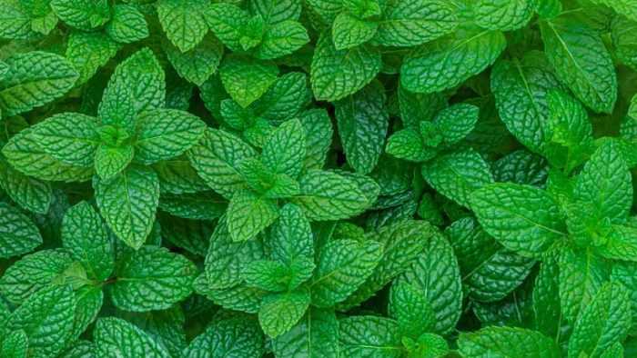 La menta es una planta versátil con numerosos beneficios
