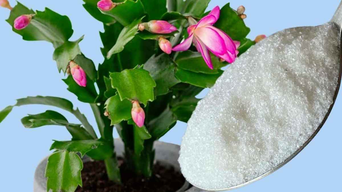1 cucharadita basta para garantizar la floración en todas las plantas