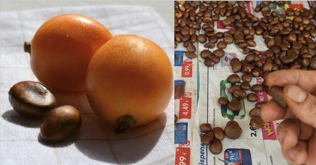 15 plantas frutales para cultivar en casa