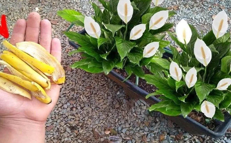 4 trucos para que las plantas florezcan todo el año y evitar que se pudran