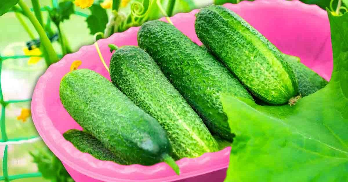5 consejos para cultivar pepinos y obtener verduras jugosas