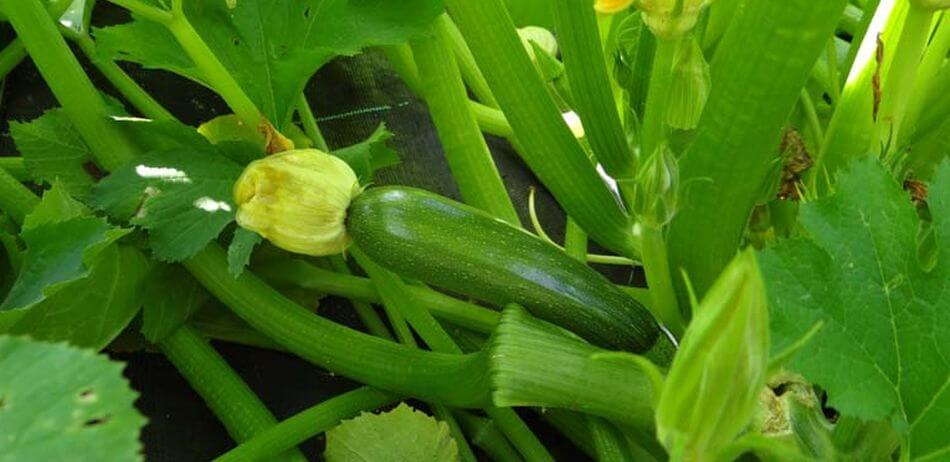 6 consejos útiles para cultivar plantas de calabacines