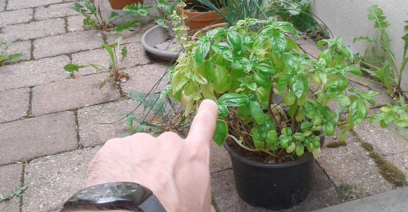 7 cosas que mantendrán tu albahaca viva durante mucho tiempo