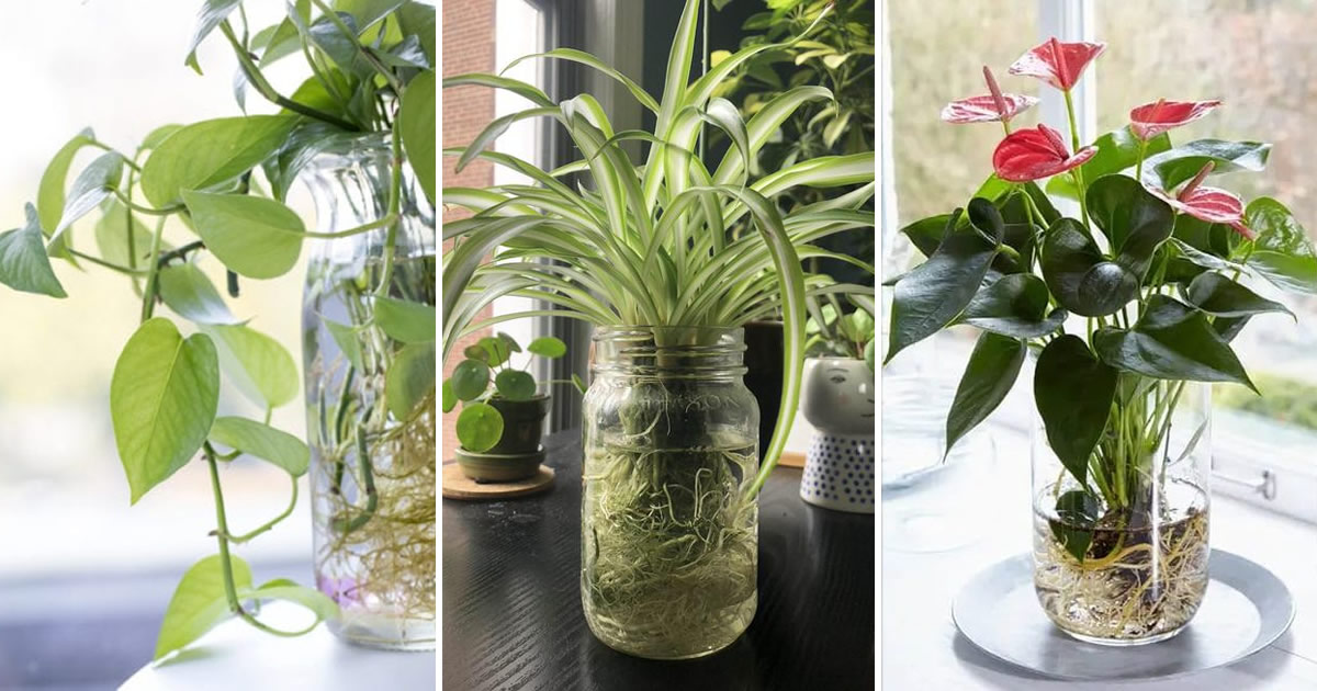 7 plantas que crecen y florecen en agua (por lo que no necesitas usar tierra)