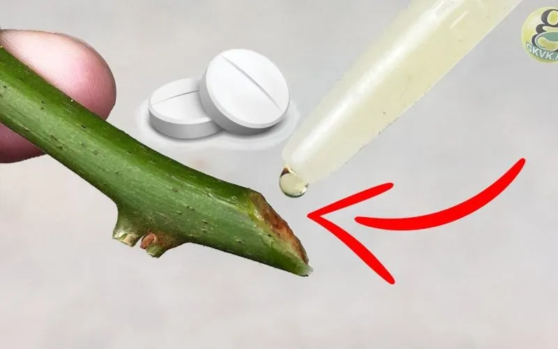 8 soluciones naturales caseras para estimular el crecimiento de las raíces de tus plantas