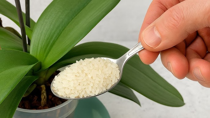 Agrega una cucharada de esta mezcla y tu orquídea florecerá todo el año