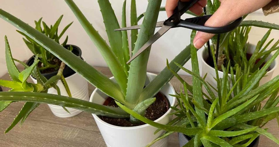 Aloe Vera, cuidado con no cometer este error: hay que desecharlo en 1 semana