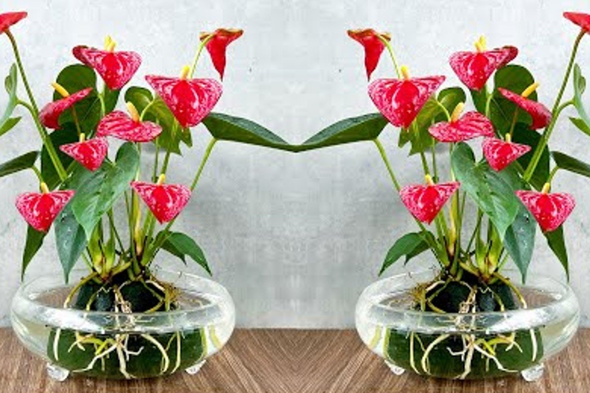 Anturio rojo: ¡Cultívalo para que siempre florezca y tenga hojas brillantes!