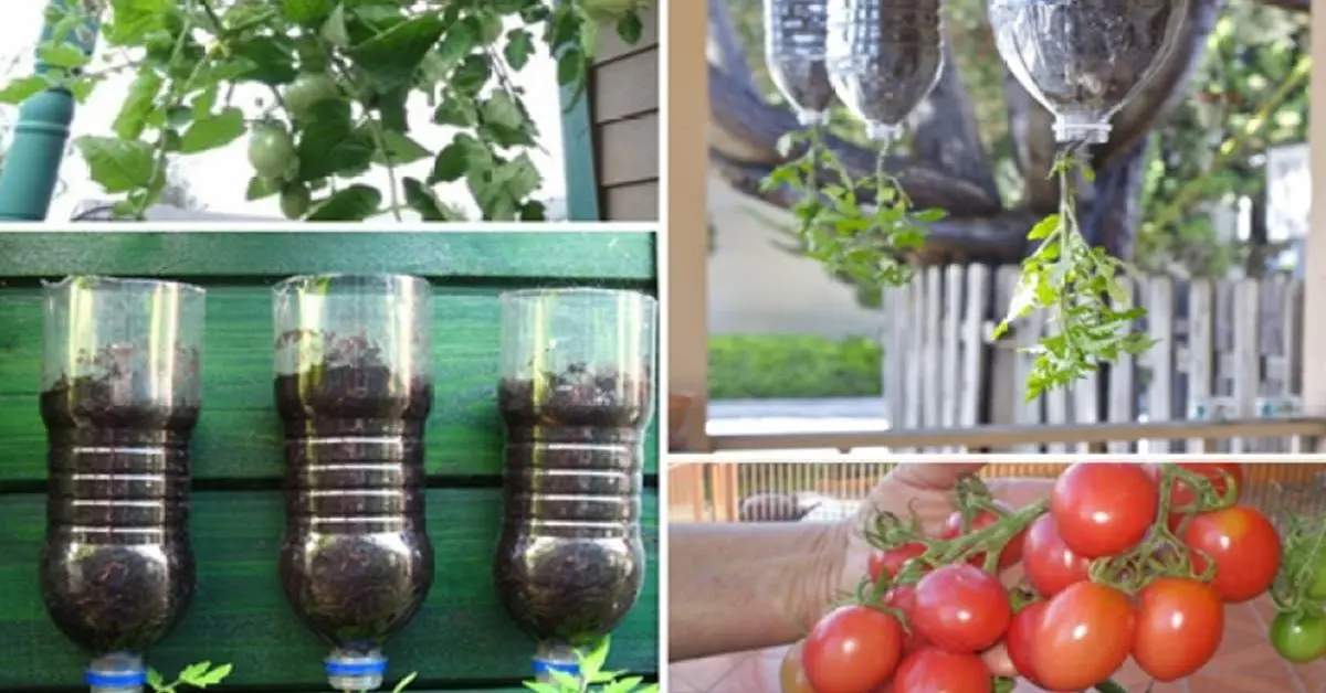 Aprende a plantar tomates con botellas fácilmente en casa (paso a paso)
