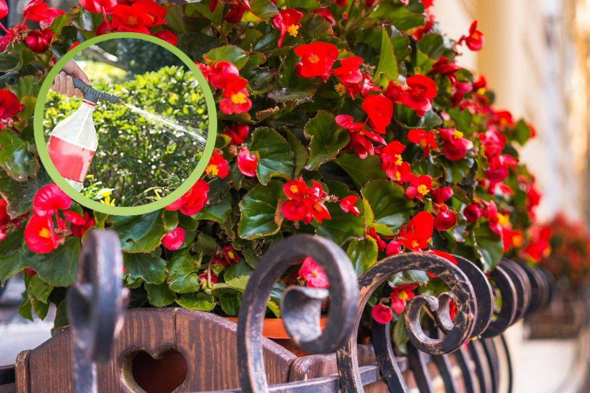 Begonia: el truco para regarla en el momento adecuado y conseguir una floración espectacular