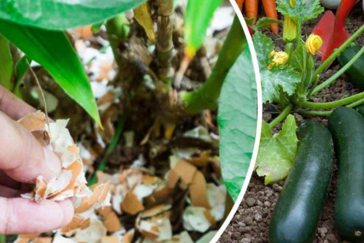 Cáscaras de huevo: Siémbralas directamente en las plantas, nunca habías tenido un huerto así. ¡El jardinero lo recomienda!