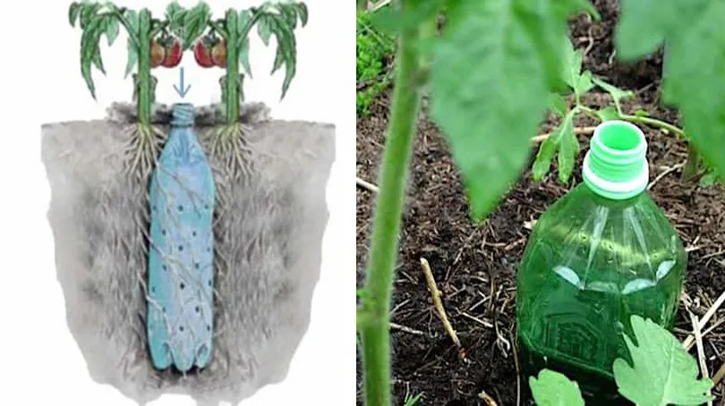 Cómo Fabricar un Riego Automático para Tomates con una Botella