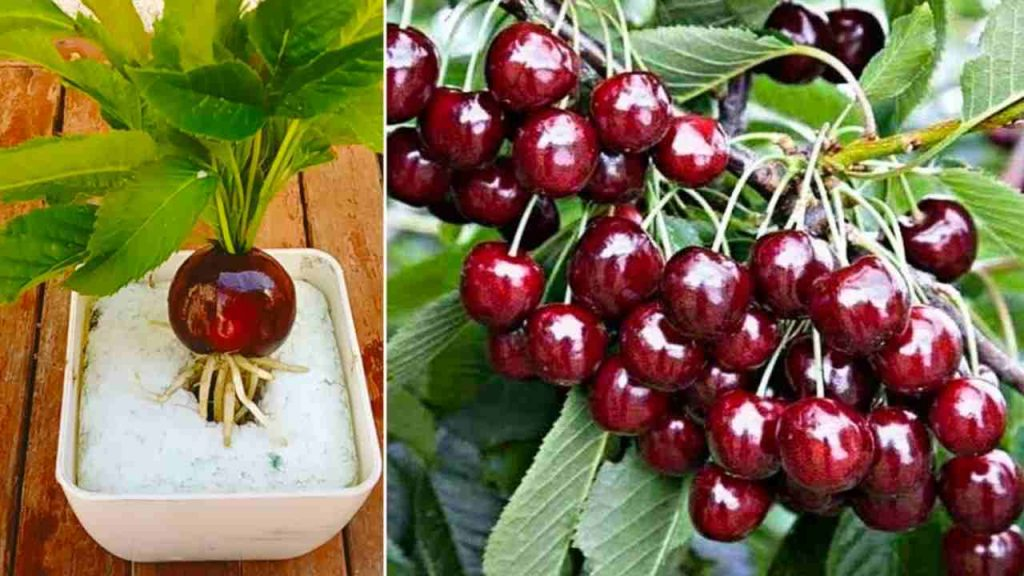 Cómo cultivar un cerezo en poco tiempo: obtenga frutos muy jugosos