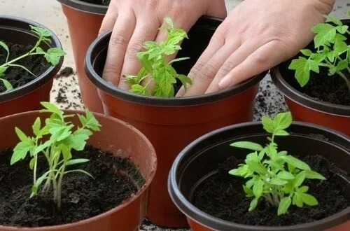 Cómo cultivar una cantidad ilimitada de tomates usando solo 4 rebanadas y una maceta de tierra