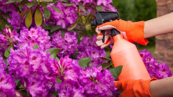 Cómo preparar un remedio natural antiparásitos: prueba el truco del bicarbonato