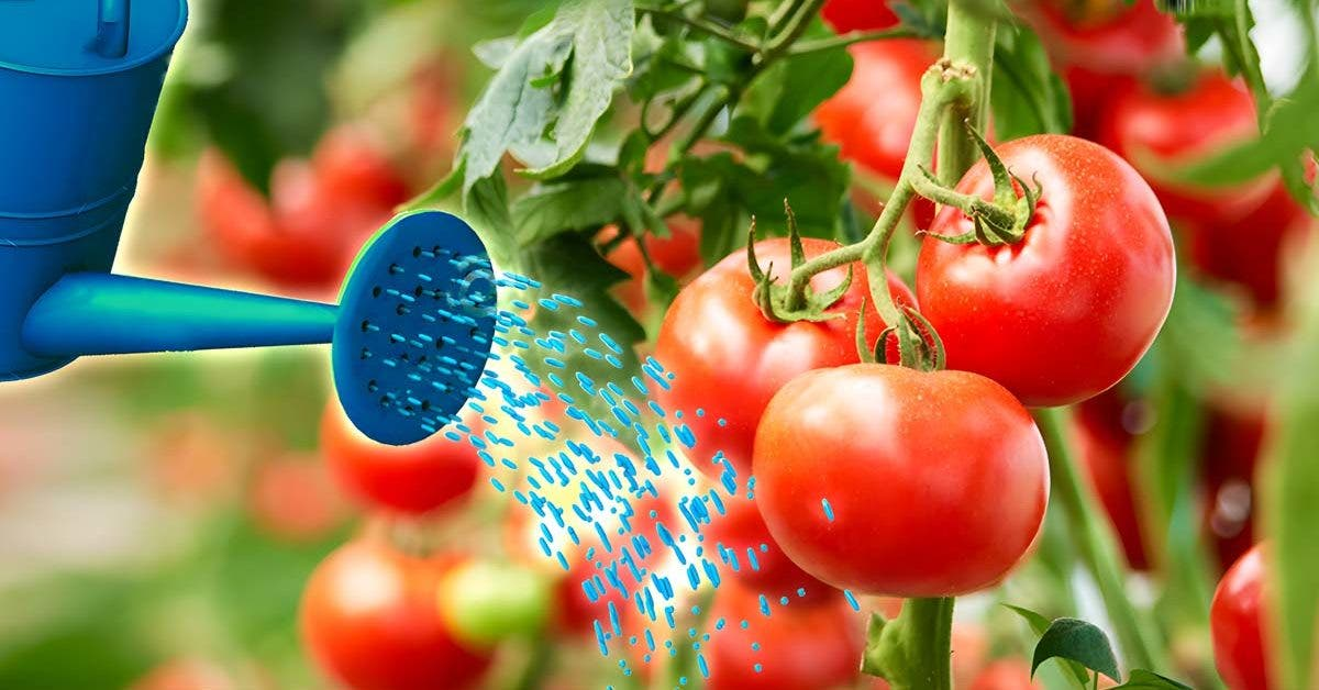 Cómo tener tomates dos veces más grandes y jugosos: el secreto está en esta agua fácil de preparar