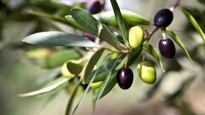 Cómo y cuándo podar el olivo: el truco para multiplicar las ramas