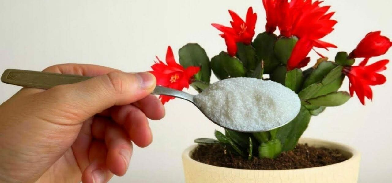 Con una pizca de esto, cualquier flor que tengas en casa florece al instante.