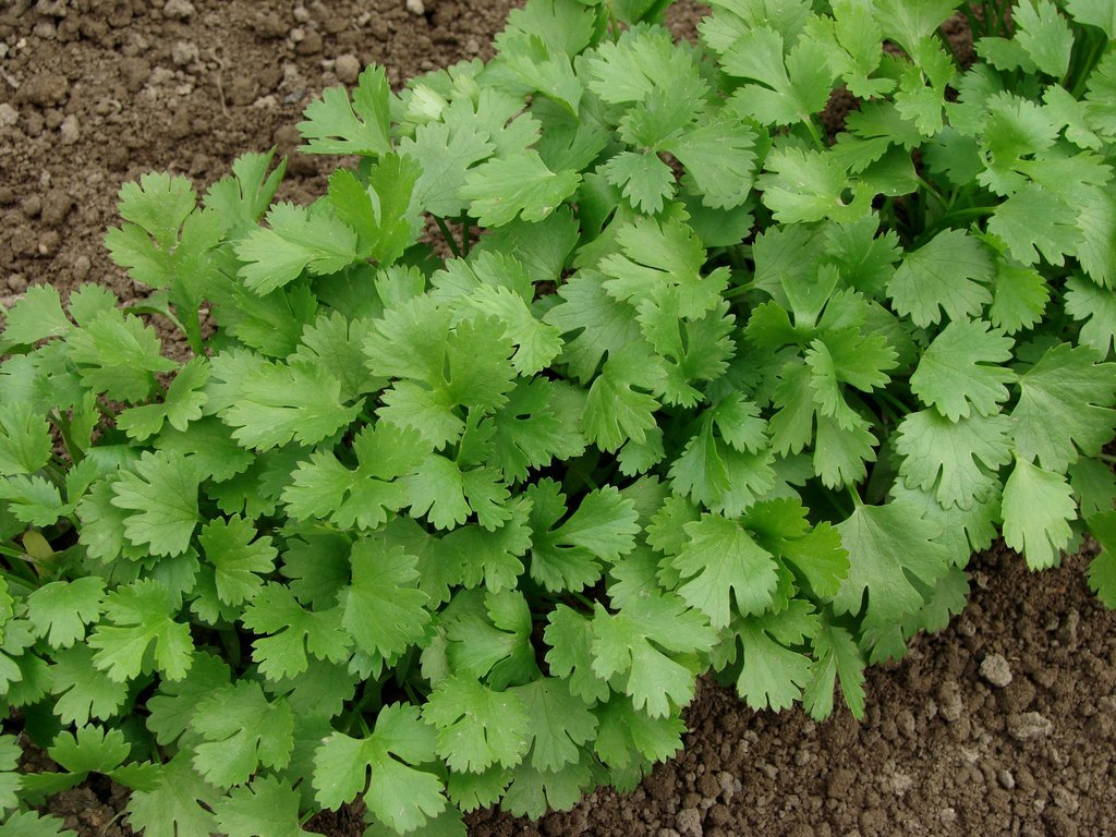 Consejos sobre cómo cultivar cilantro