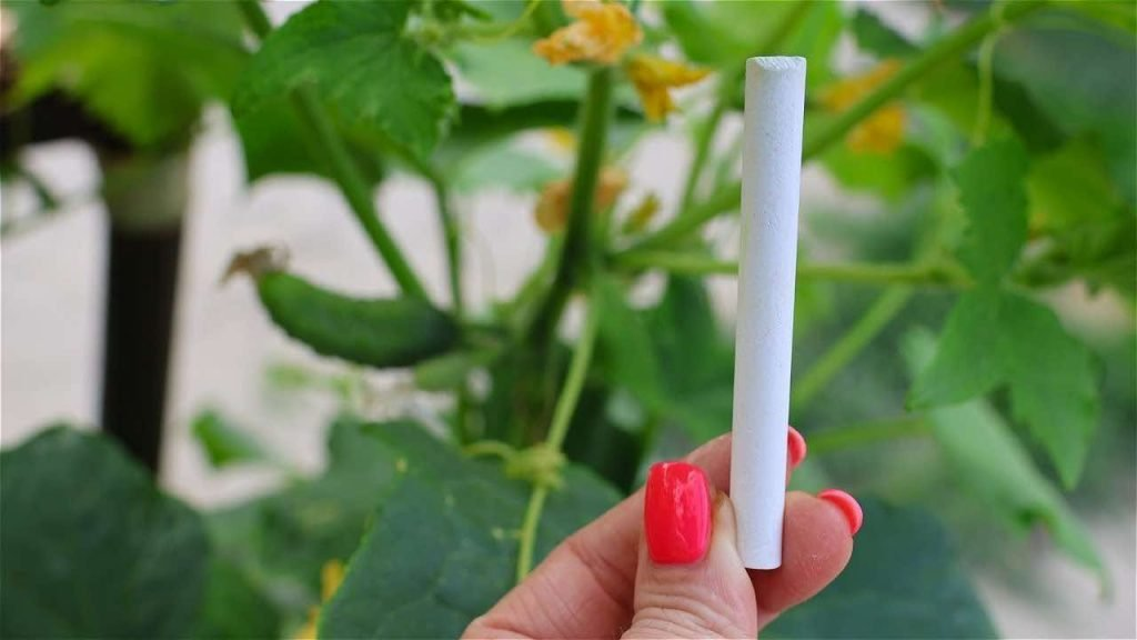 Dale un mes de descanso al pepino y duplica la cosecha en una semana