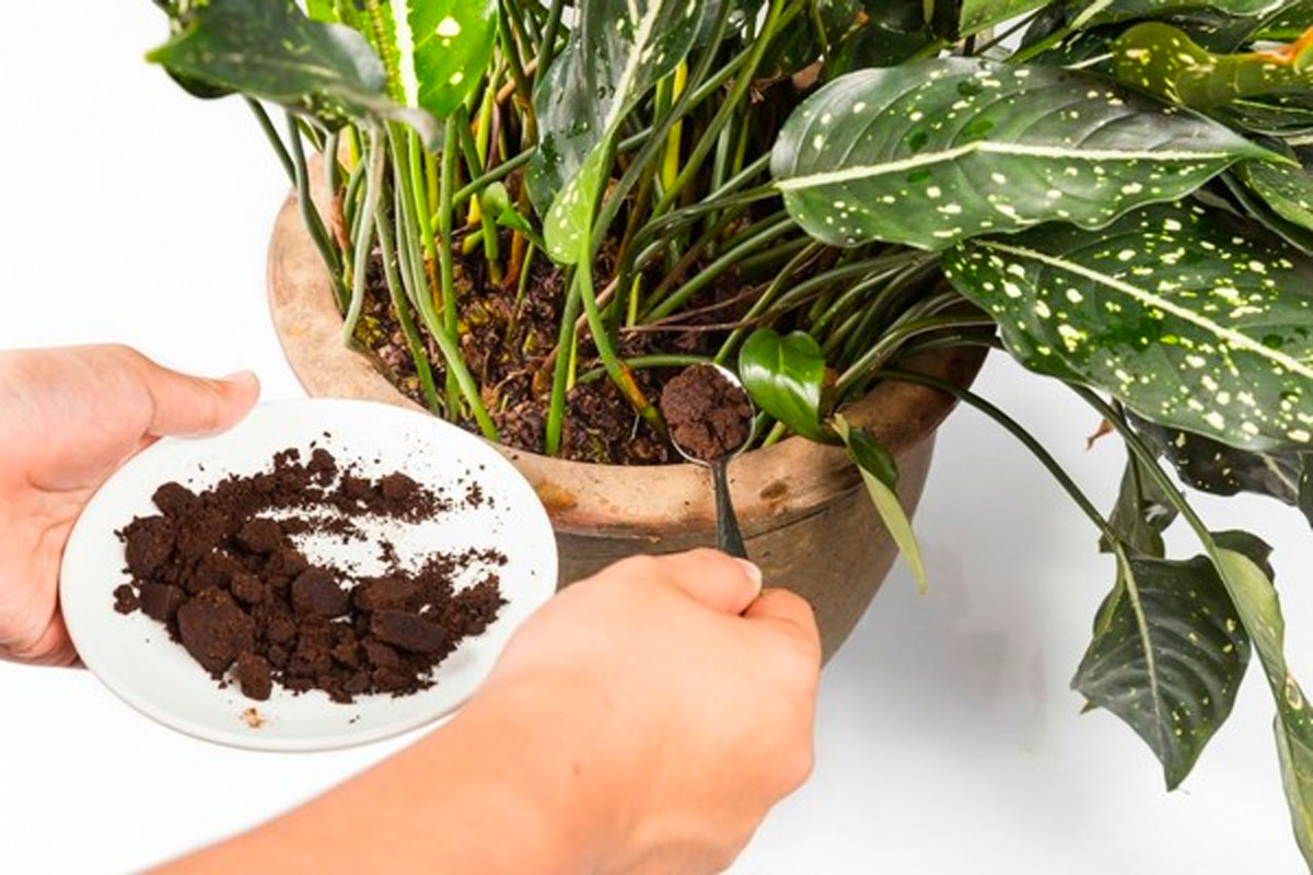 Descubre Cómo Usar el Posible de Café para Fertilizar las Orquídeas