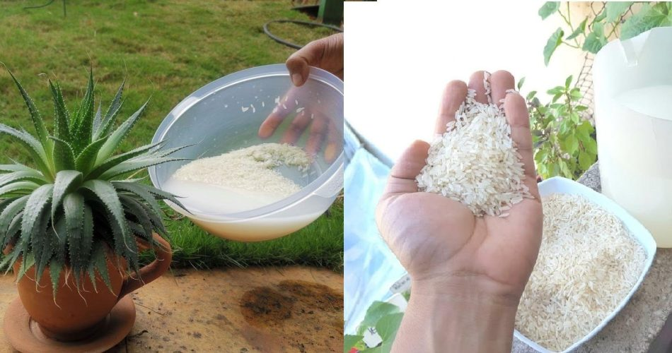 El fertilizante líquido casero que hace crecer las plantas en pocos días