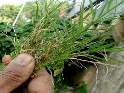 Esta planta es abundante en la mayoría de los jardines y la cortamos sin saber que tiene propiedades que pueden resolver diez problemas