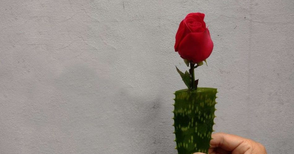 Este truco para multiplicar rosas vale oro: jamás visto resultados así antes