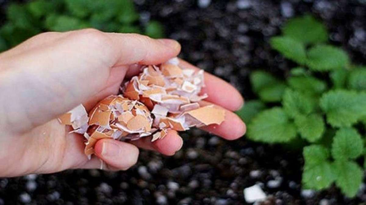 Esto es lo que pasa cuando tiras cáscaras de huevo en tu jardín.