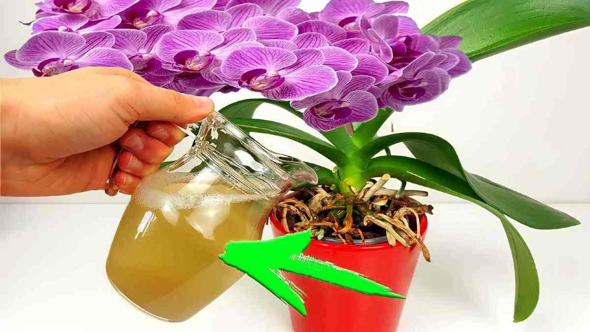 Floración inmediata si se la das a tus plantas: 10 veces más potente que el agua