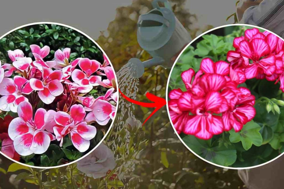 Geranios, no los riegues tanto: ¡los haces pudrirse! Descubre el truco de los jardineros para una floración espectacular.