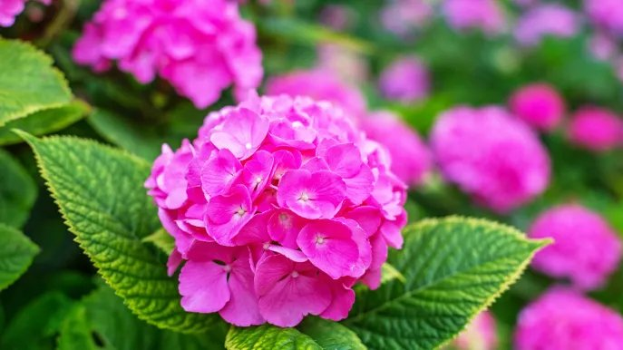 Hortensia: Cómo cultivarla, cuidarla y dónde colocarla en macetas o en el jardín