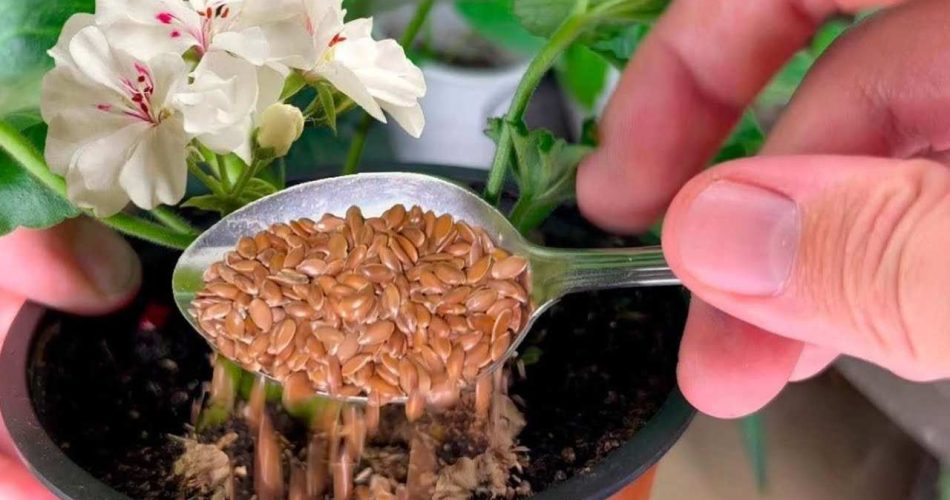 Incluso las flores que no han florecido en años volverán a aparecer: basta con una cucharada en cada planta