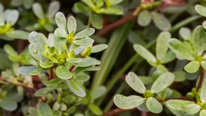La portulaca es una hierba subestimada y rica en sorprendentes beneficios