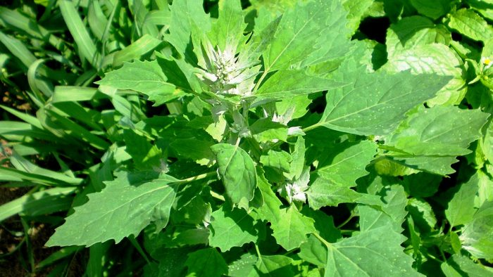 Lammviertel, antes considerado una simple mala hierba, se revela como un verdadero tesoro