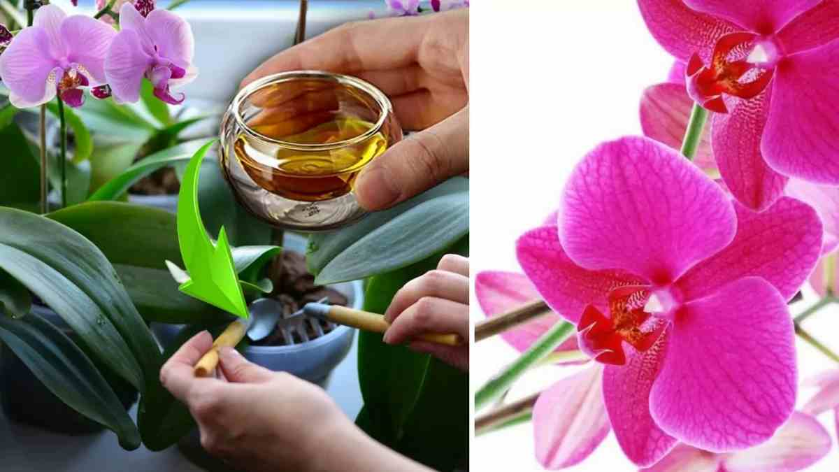 Las orquídeas florecen todo el año: solo hay que regarlas con estos productos naturales.