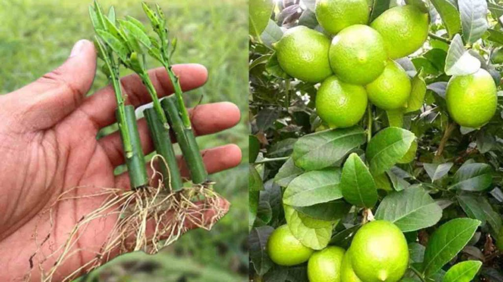 Limones, cómo propagarlos y hacerlos jugosos: el método de nuestros abuelos