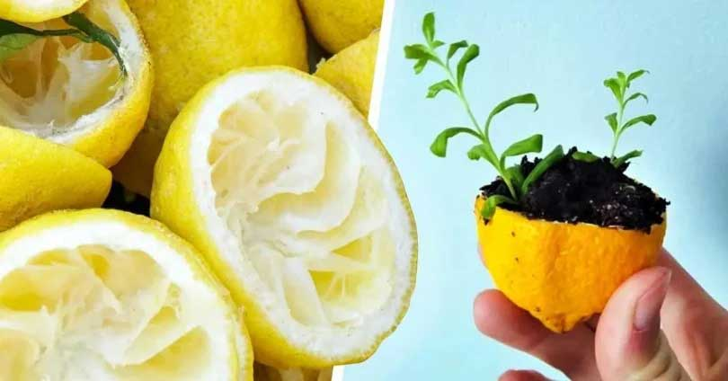 No tires más la piel de limón, aquí te mostramos cómo usarla para hacer crecer un limonero