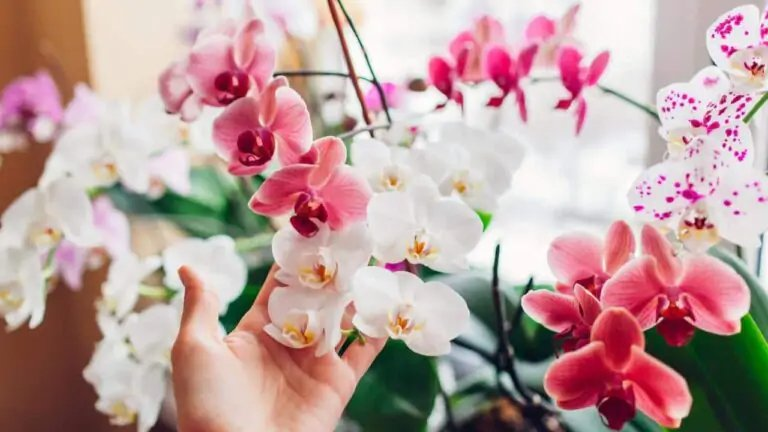 Orquídea, si la colocas aquí florecerá durante 10 años: ¿Cuál es el lugar ideal en casa?