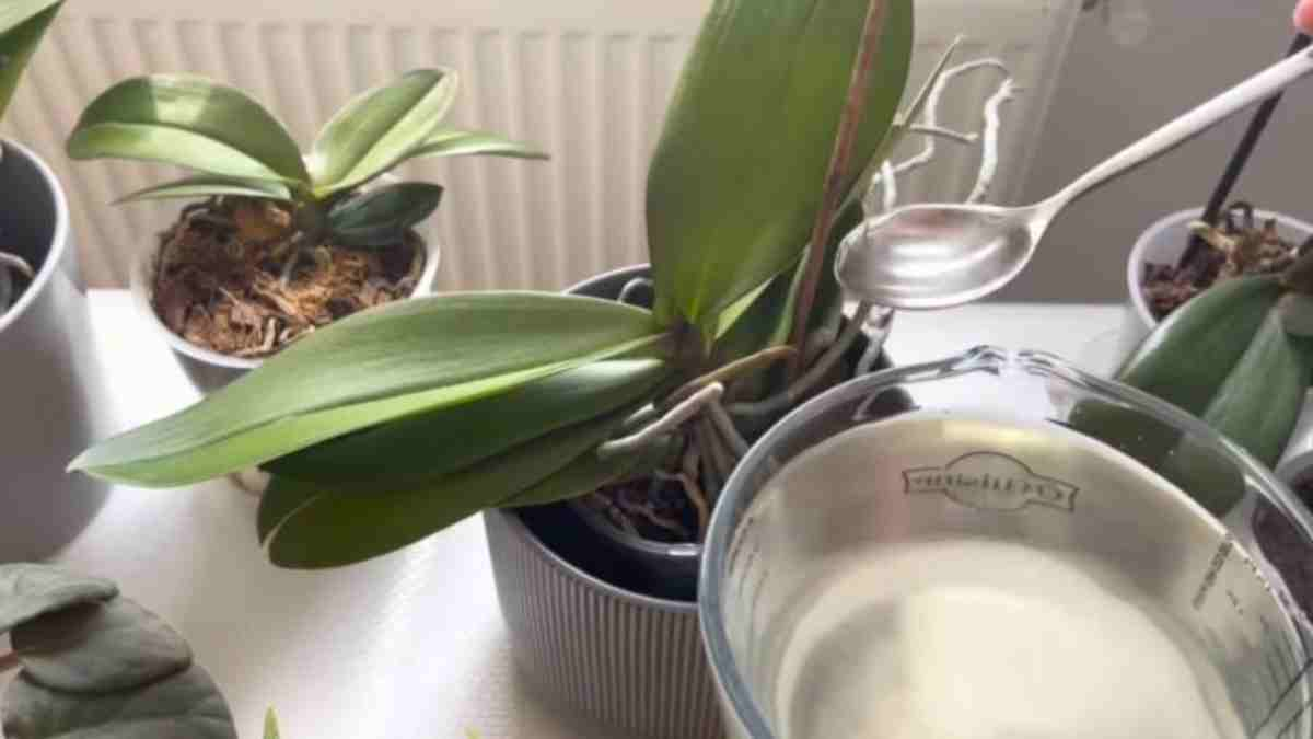 Orquídeas, basta una cucharada para que florezcan sin parar: fertilizante muy potente