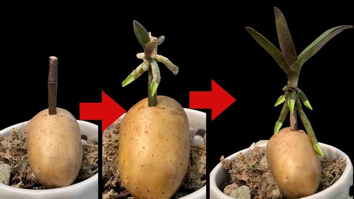 Orquídeas, cómo propagarlas infinitamente con una papa – los jardineros enseñan