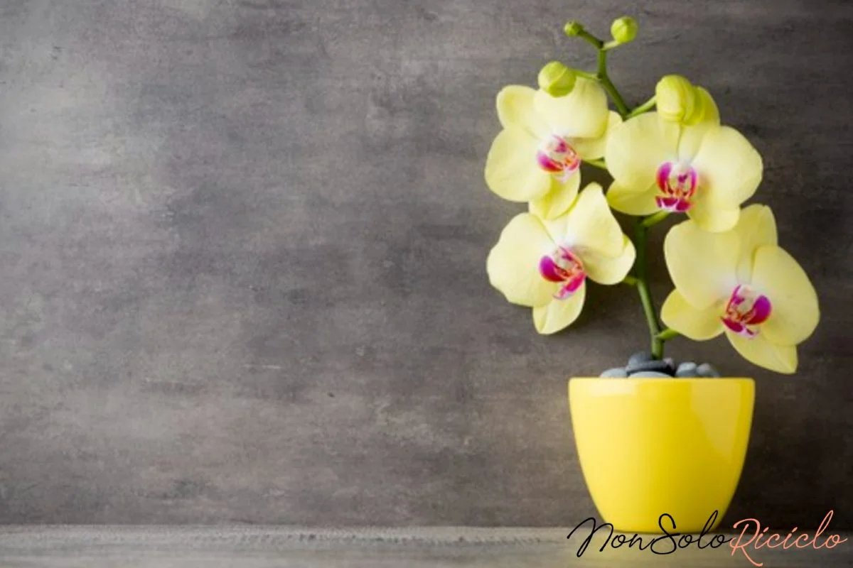Orquídeas hermosas y florecientes: Basta una pizca de este ingrediente. ¿Curioso?