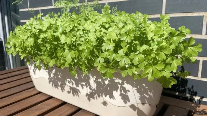 Perejil en maceta, los secretos para un cultivo abundante