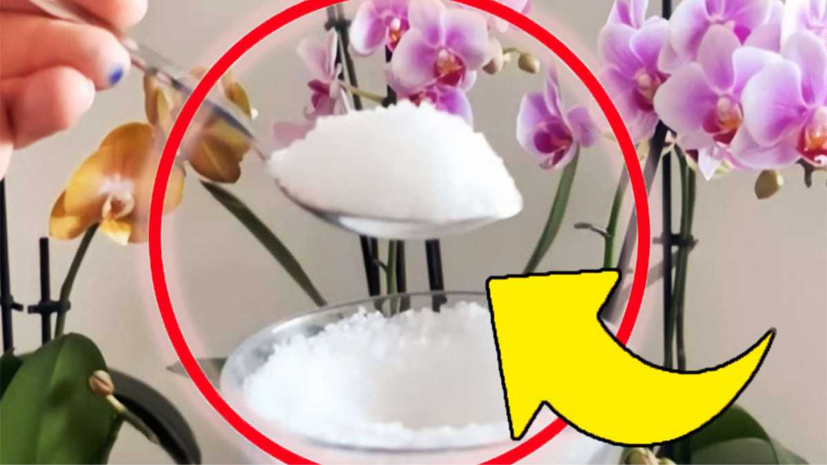 Plantas frondosas y fuertes: una pizca de este ingrediente en la tierra es suficiente