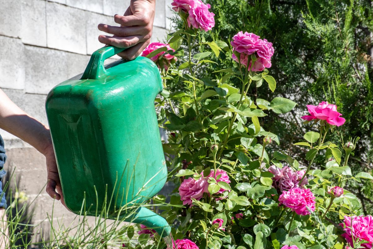 Plantas, olviden el agua: riégalas así, lo que pasa es un milagro