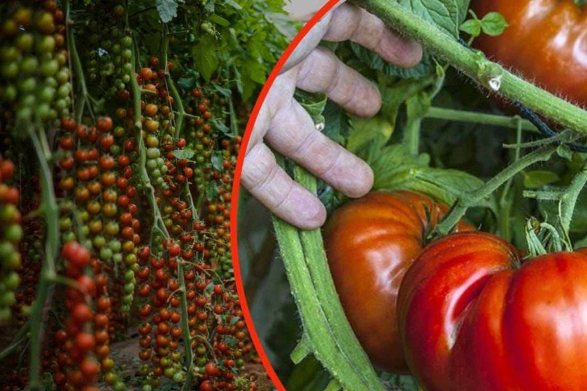 Tomates risadas en tu jardín, ¡una cucharada de este ingrediente recomendada por todos los jardineros!
