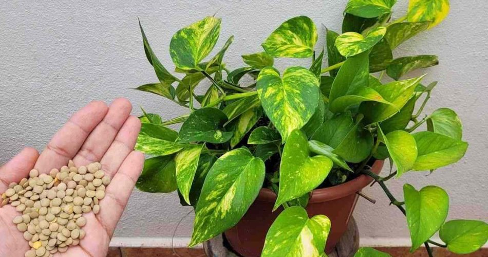 Un vaso pequeño en cada planta y los resultados estarán garantizados: nunca antes obtenidos