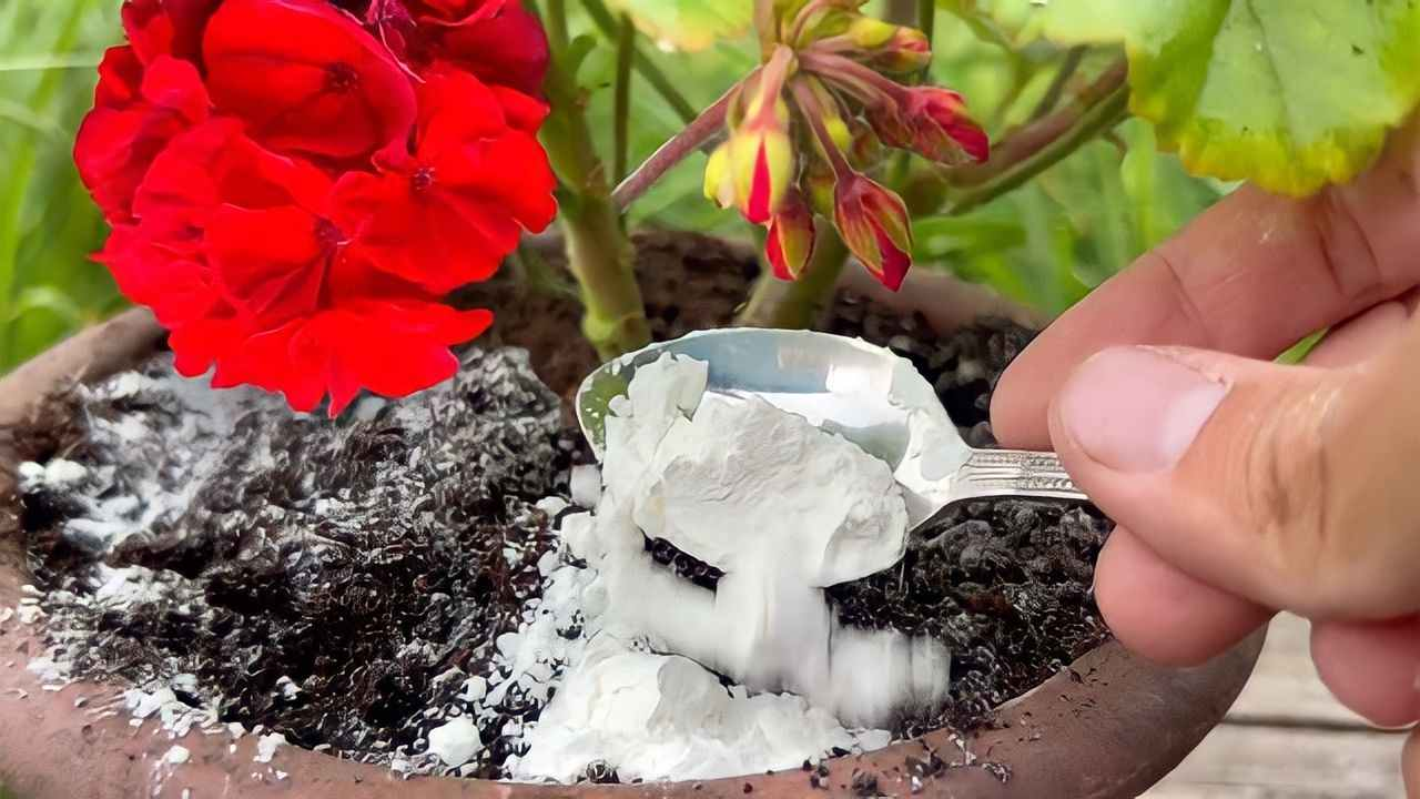 Una sola cuchara en tus geranios para obtener un resultado impresionante