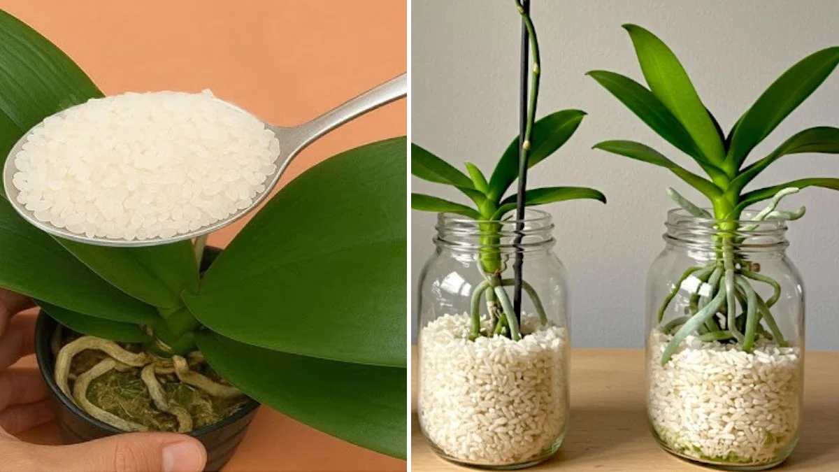 ¡Con arroz basta! Las hojas de orquídea desarrollan raíces instantáneamente y florecen todo el año