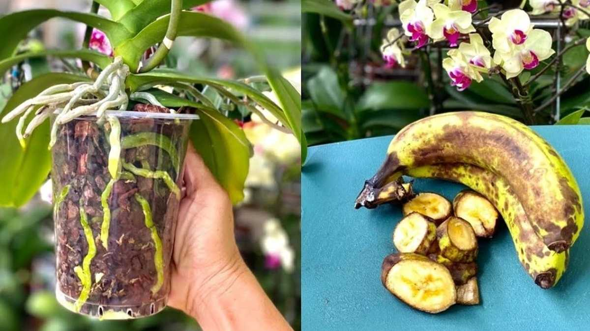 ¡Descúbrela ahora! ¡Así se consigue una floración abundante de orquídeas!